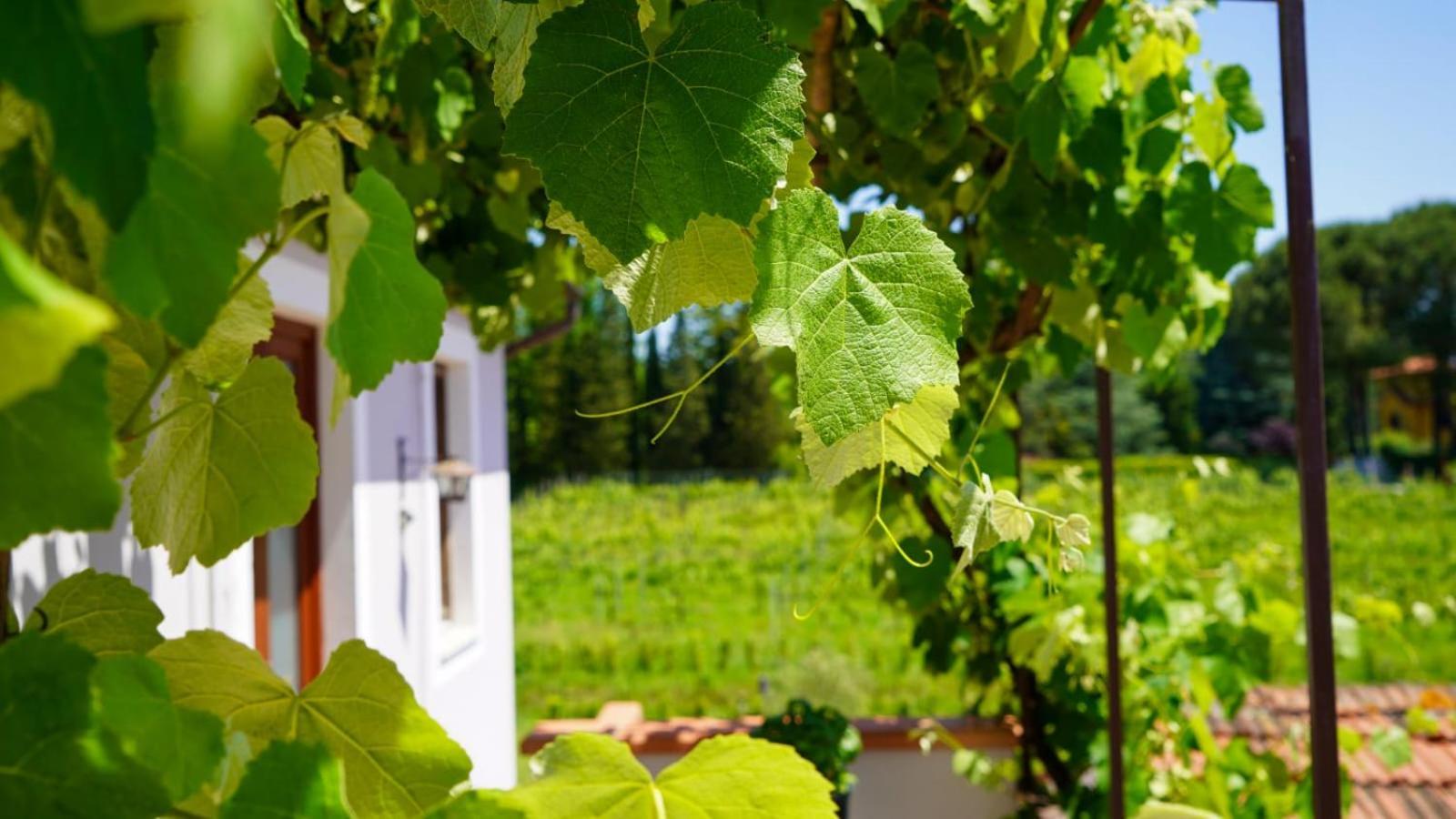 شقة La Casa Nella Vigna Colline Del Vino كابانّوري المظهر الخارجي الصورة