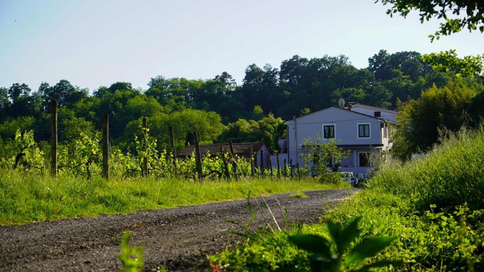 شقة La Casa Nella Vigna Colline Del Vino كابانّوري المظهر الخارجي الصورة