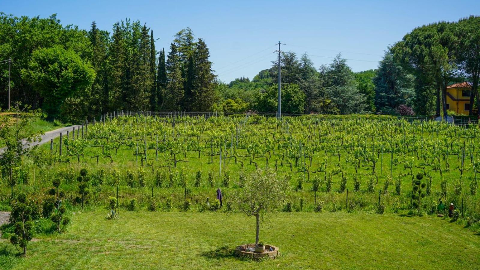 شقة La Casa Nella Vigna Colline Del Vino كابانّوري المظهر الخارجي الصورة